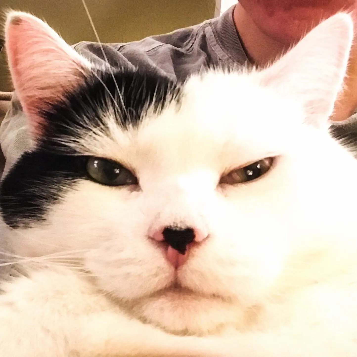 Stanley cat looking at camera | hearth health happiness