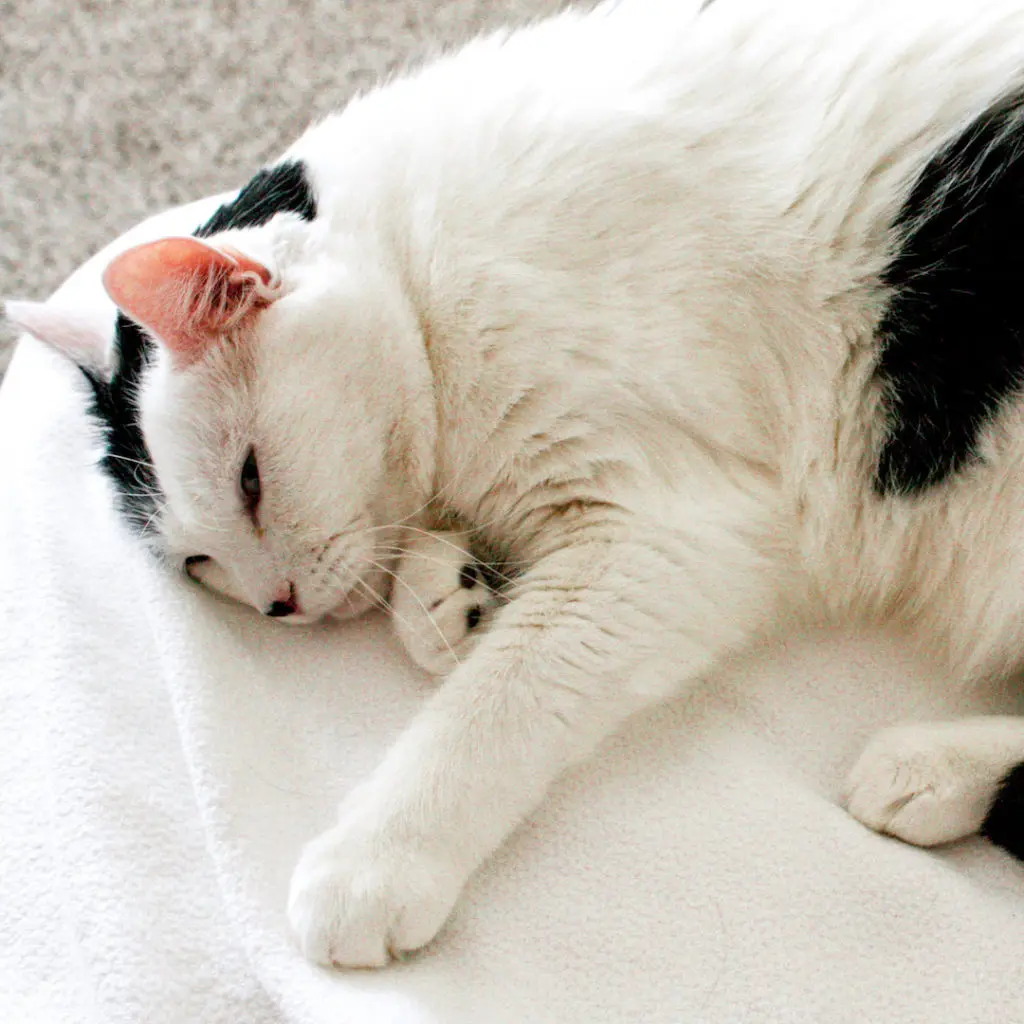 Stanley cat on bed with Instragram Lightroom preset applied