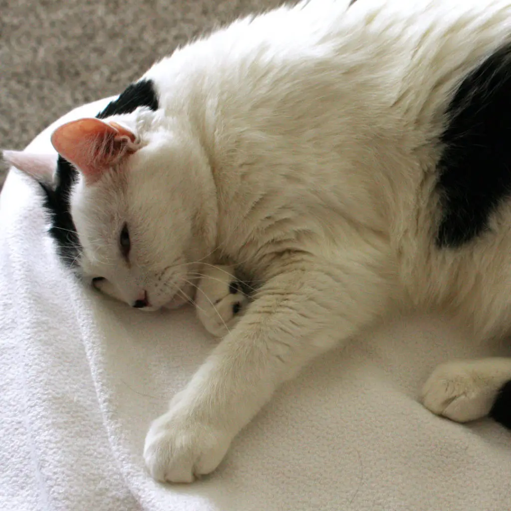 Stanley cat on bed before Instagram Lightroom preset applied