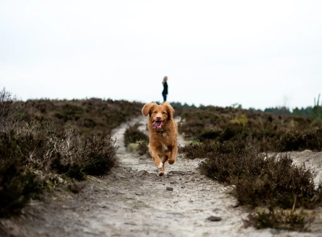 dog running along path | hearth health happiness