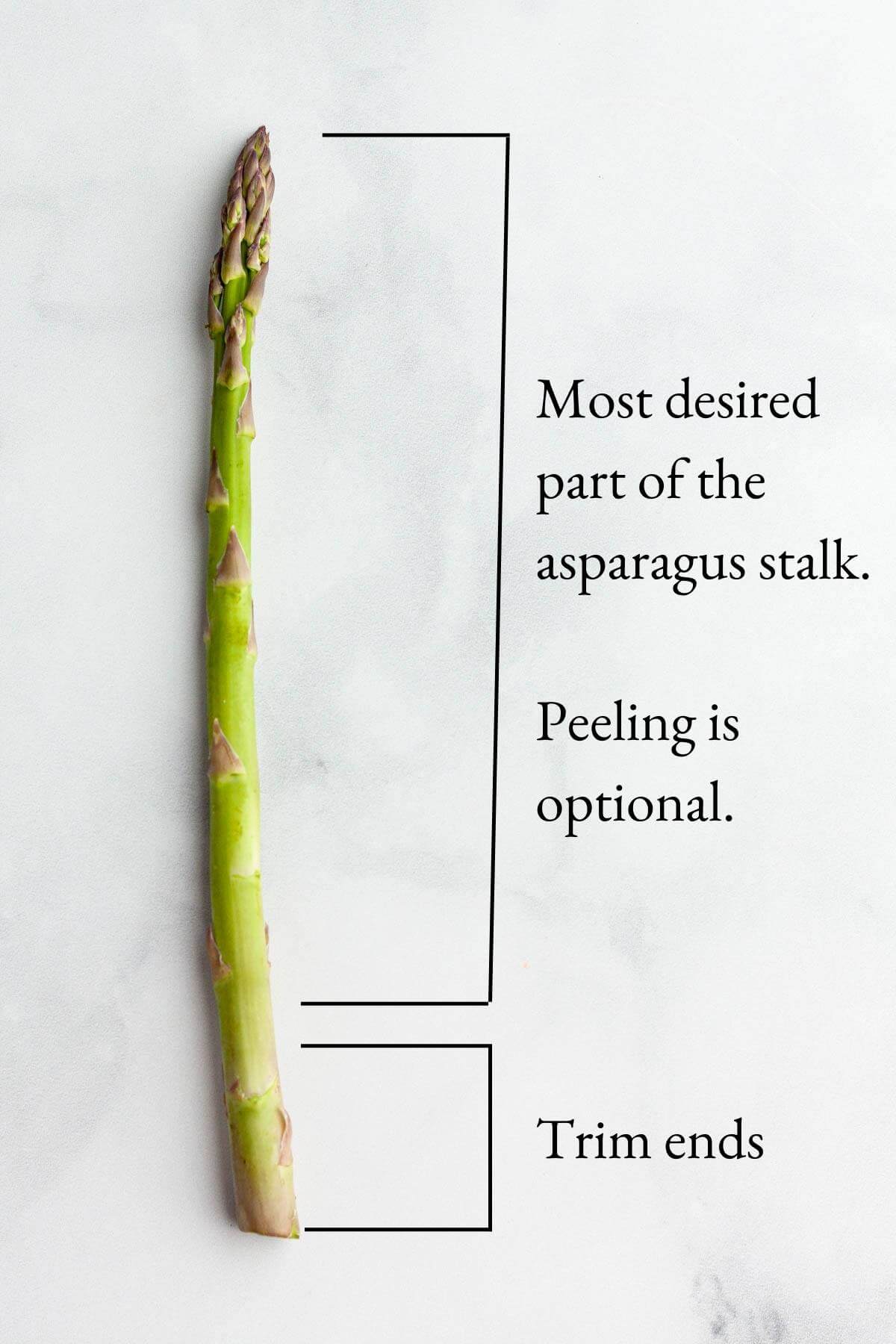 single asparagus stalk on counter with text highlighting the edible parts of the asparagus
