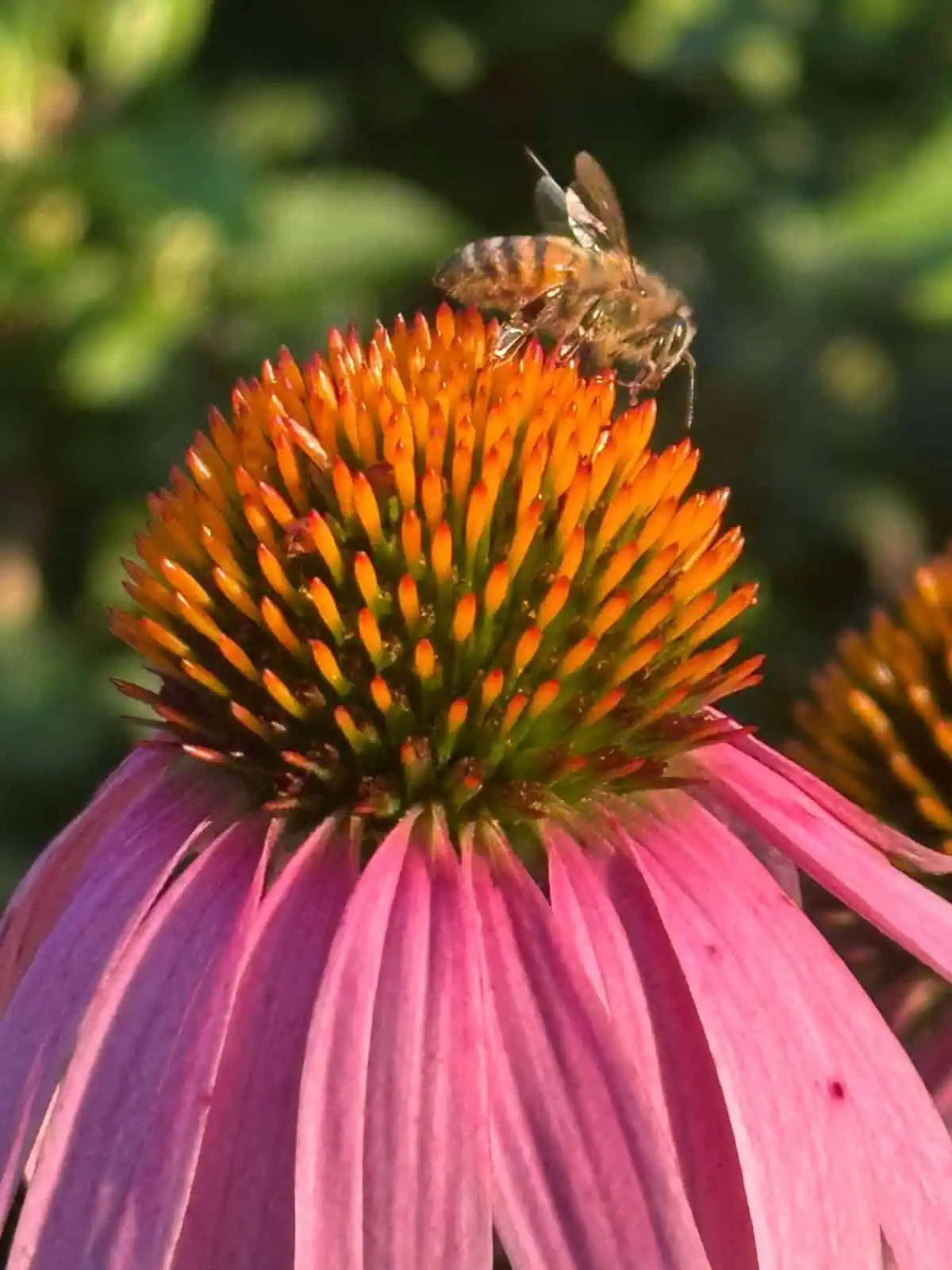 closeup of bee on center of purple coneflower