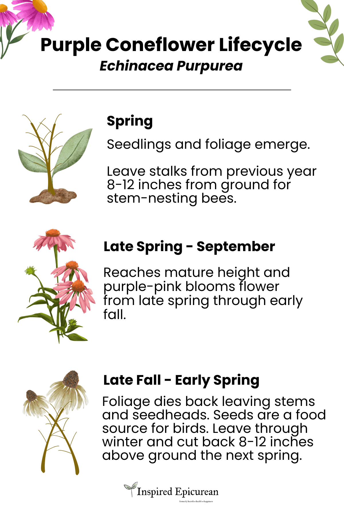 infographic with a list of the lifecycle stages that are explained in text below image