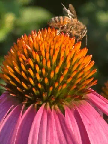 closeup of honey bee on center of purple coneflower