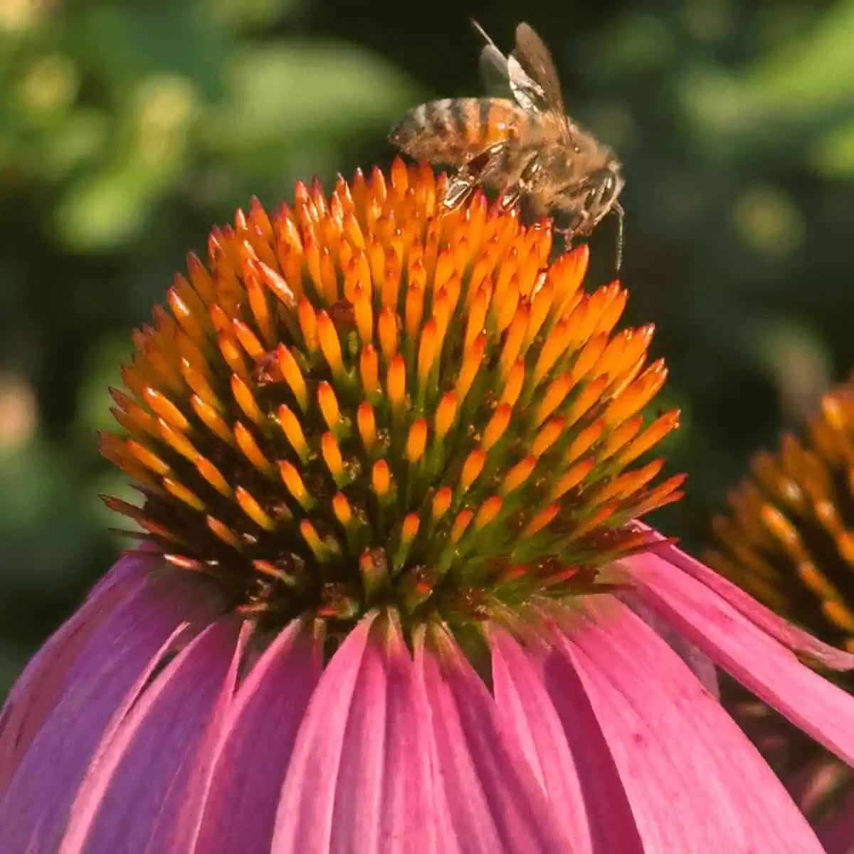 closeup of honey bee on center of purple coneflower