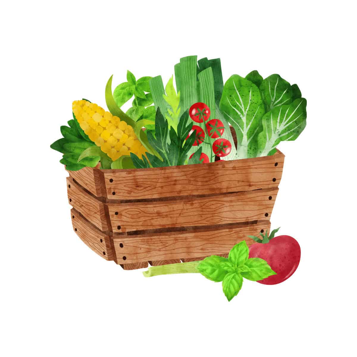 watercolor illustration of vegetables in wooden box