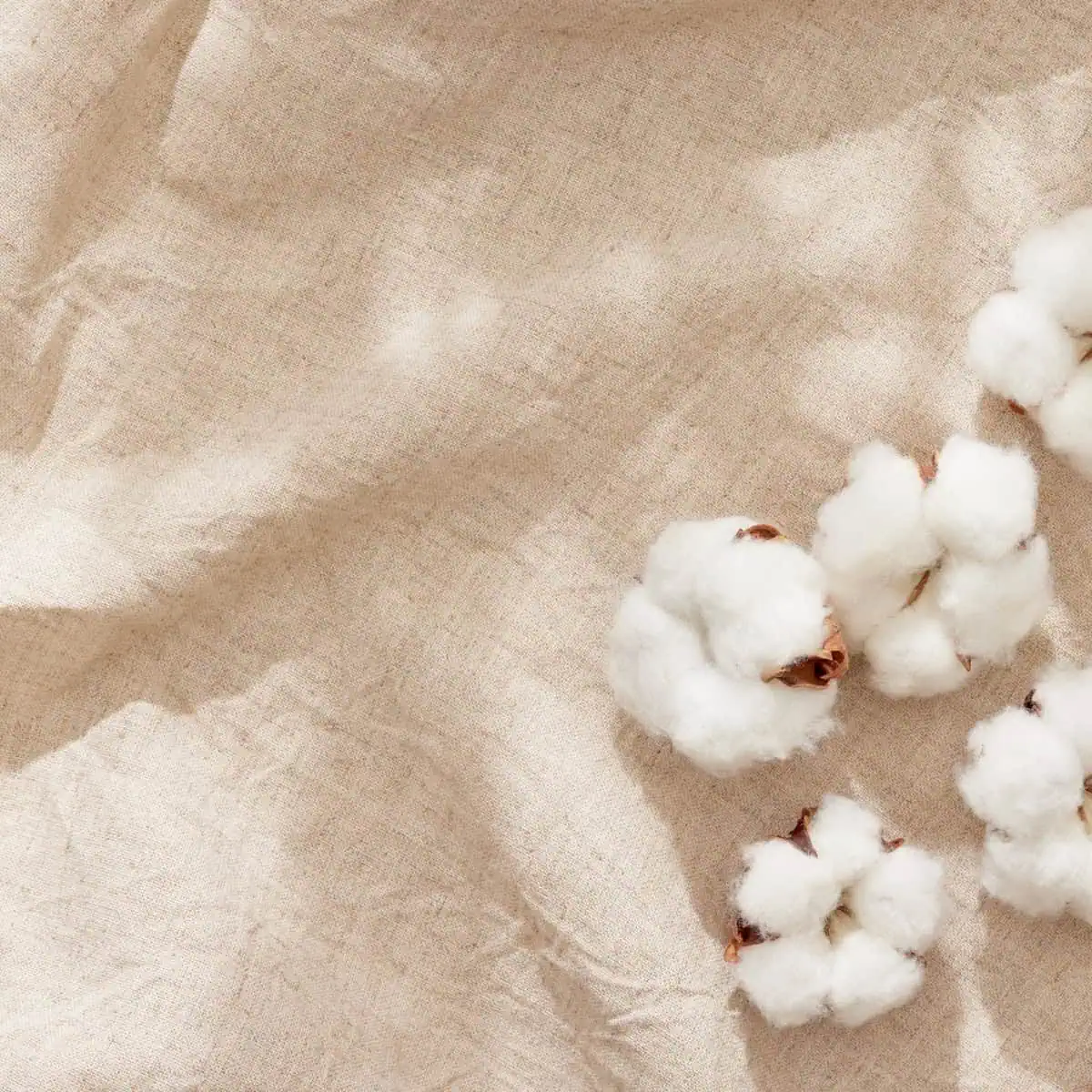 overhead image of cotton material with bits of cotton plant on the right side of the image