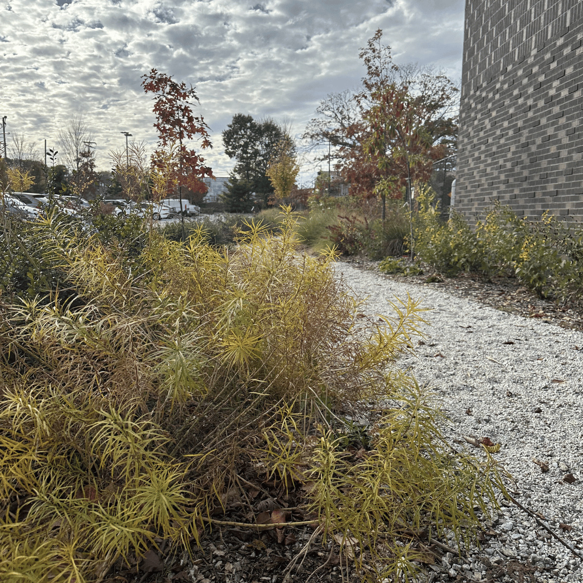 native plants near the parking lot of trees atlanta