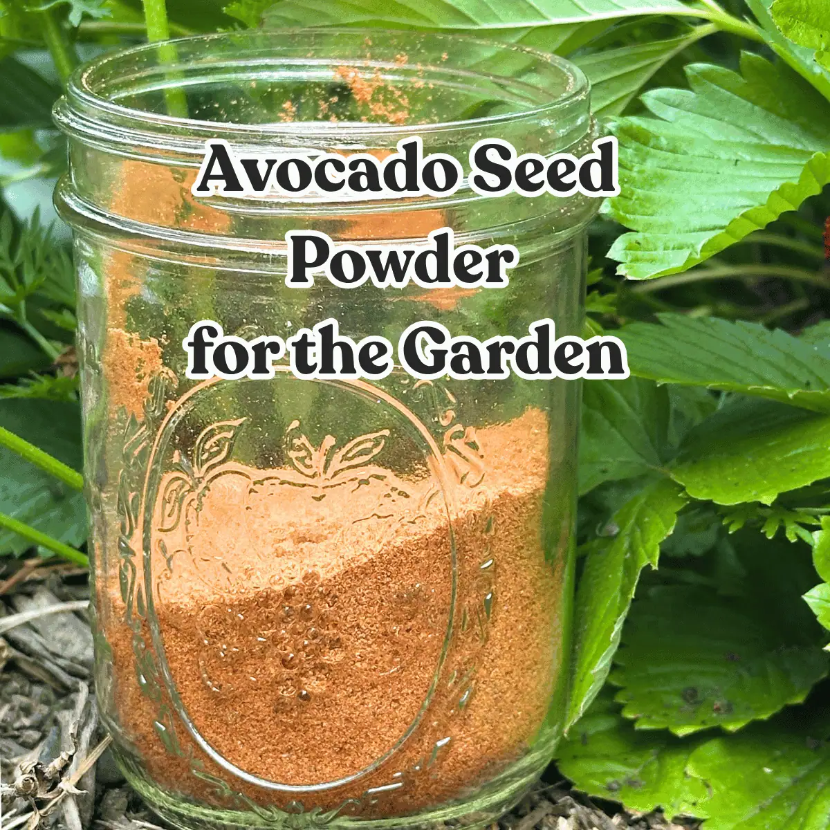 avocado seed powder in a mason jar with post title across the top