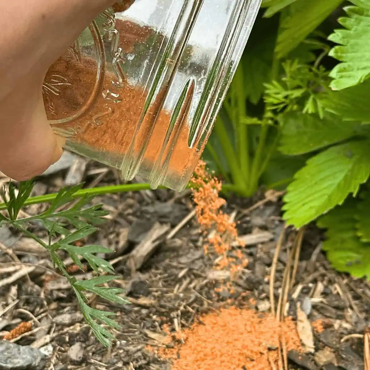 sprinkling avocado seed powder in the garden