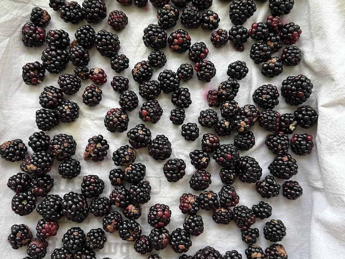 overhead image of blackberries on drying towel
