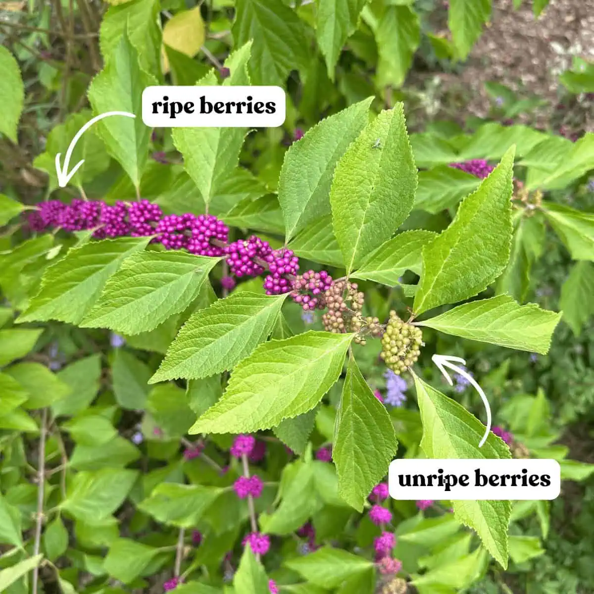 beautyberry branch with text labels showing ripe berries on one end and unripe berries on the other