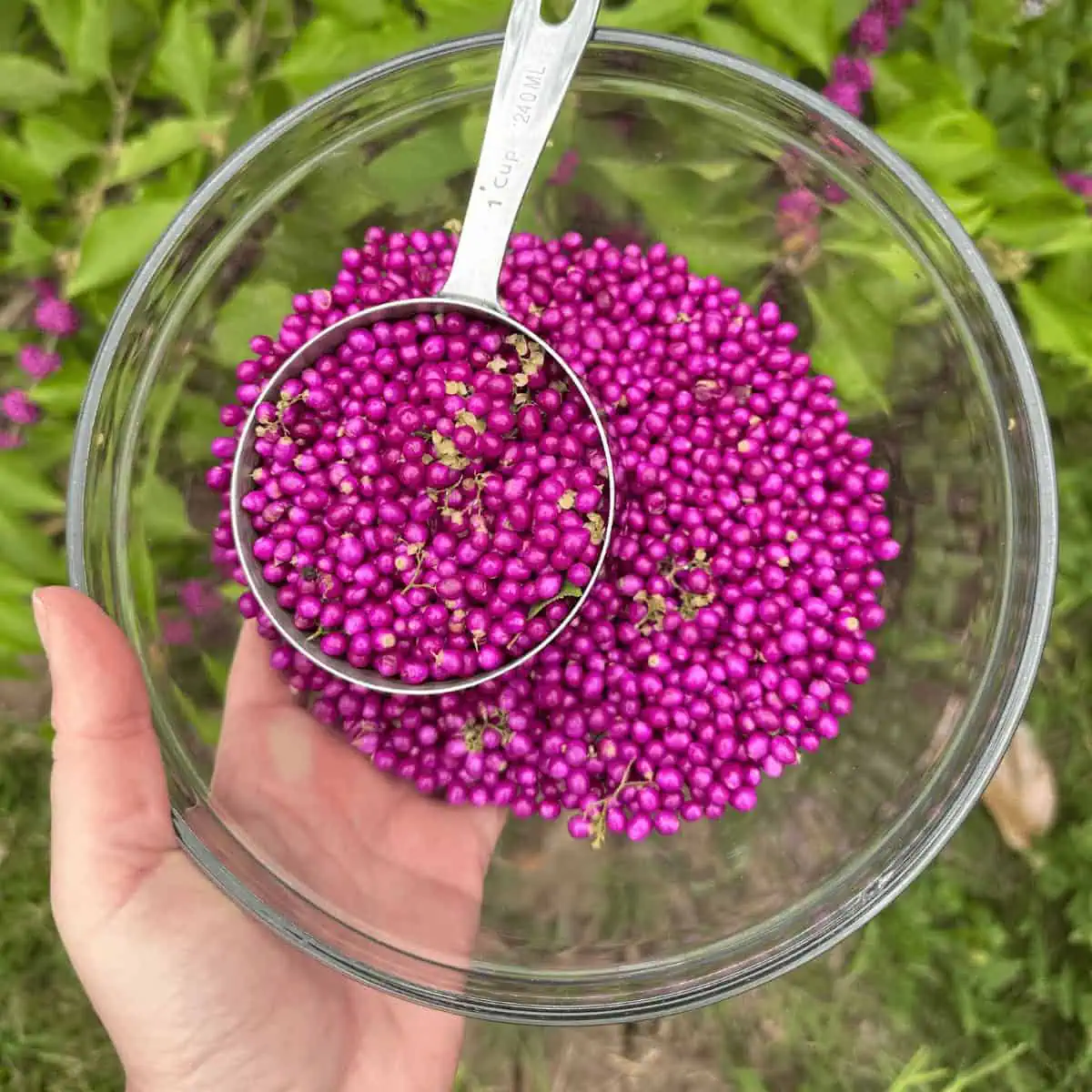 overhead image of hand holding beautyberries in glass bowl after harvesting from shrub